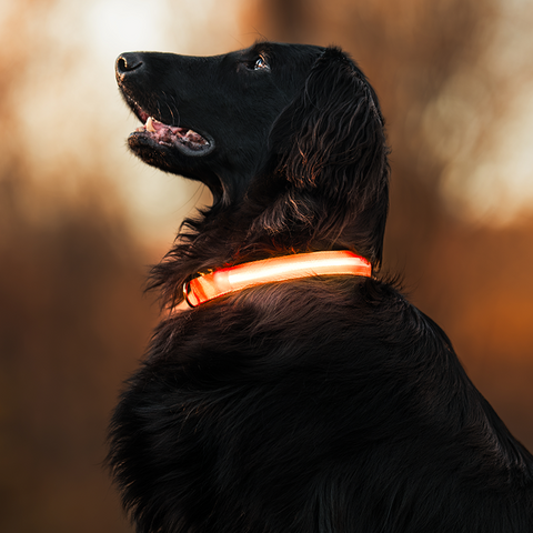 Collier lumineux nouvelle génération