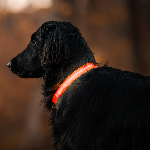 Collier lumineux nouvelle génération