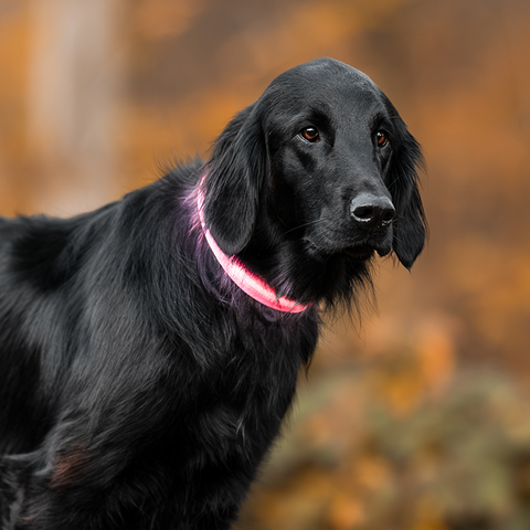 Collier lumineux nouvelle génération