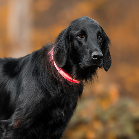 Collier lumineux nouvelle génération