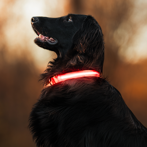 Collier lumineux nouvelle génération