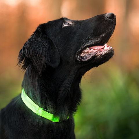 Collier lumineux nouvelle génération