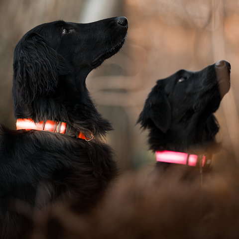 Collier lumineux nouvelle génération